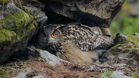 Eurasian eagle owl (Bubo bubo) family, baby owlets with their mother Video stock 230999182