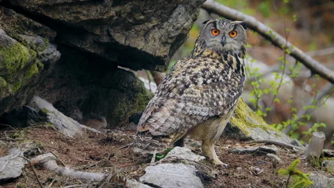 Eurasian eagle owl (Bubo bubo) in flight at the nest Vidéo 231004328