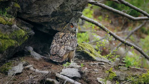 Eurasian eagle owl (Bubo bubo) in flight at the nest Stock-Footage 231004726