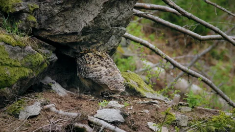 Eurasian eagle owl (Bubo bubo) family, baby owlets with their mother 스톡 동영상 231008339