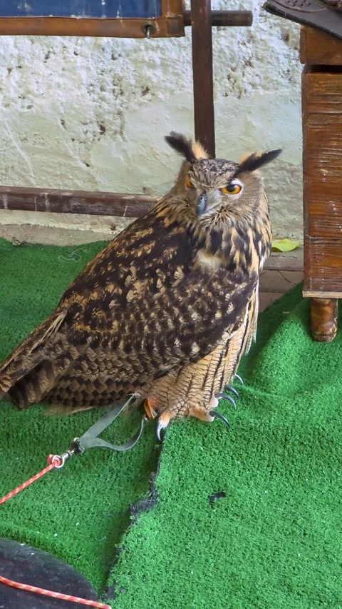Eurasian eagle-owl (Bubo bubo) sitting on a green mat with sharp talons and  Stock Footage 346103695