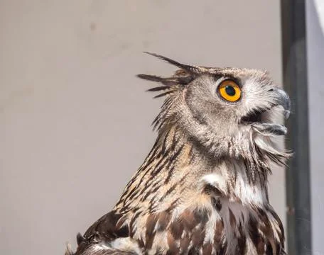 Eurasian Eagle-Owl, Bubo bubo Stock Photos
