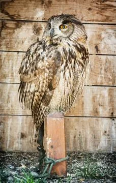 Eurasian eagle owl - Bubo bubo  bird scene Stock Photos