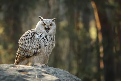 Eurasian eagle-owl (Bubo bubo) is one of the largest species of owl Stock Photos