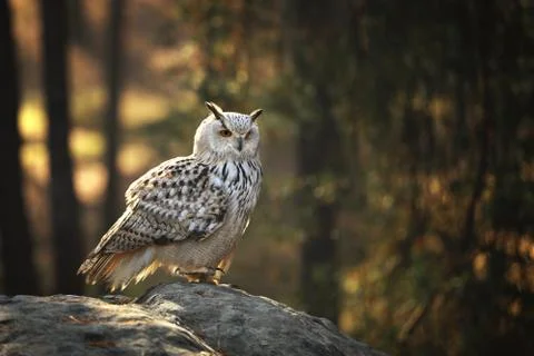 Eurasian eagle-owl (Bubo bubo) is one of the largest species of owl Foto stock