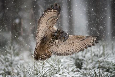 Eurasian eagle owl Bubo bubo on approach over coniferous trees snowfall Eifel Fotos Stock
