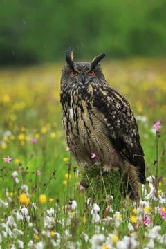 Eurasian Eagle Owl, Bubo bubo, perched on mossy stump in flowered meadow Stock Photos