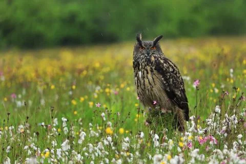 Eurasian Eagle Owl, Bubo bubo, perched on mossy stump in flowered meadow Stock Photos