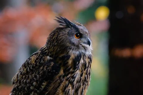 Eurasian eagle-owl Bubo bubo in wild woodland Foto stock