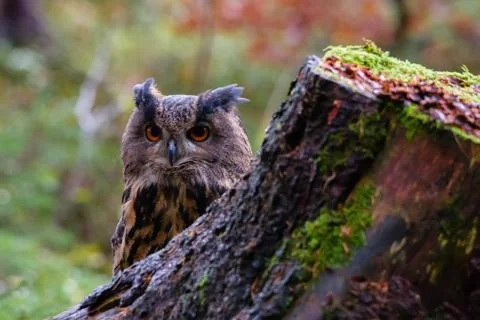 Eurasian eagle-owl Bubo bubo in wild woodland Stock Photos