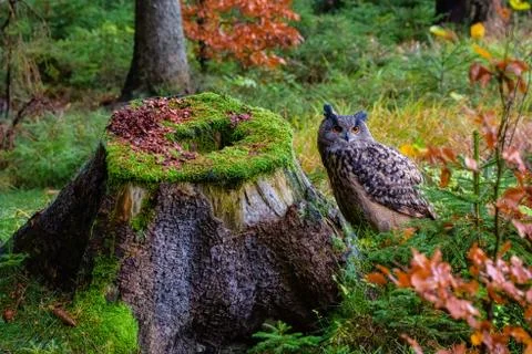 Eurasian eagle-owl Bubo bubo in wild woodland Stock Photos