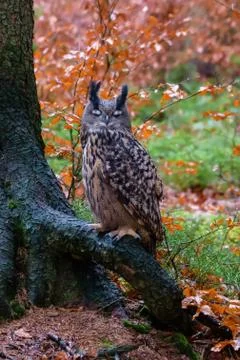 Eurasian eagle-owl Bubo bubo in wild woodland with eyes closed Stock Photos
