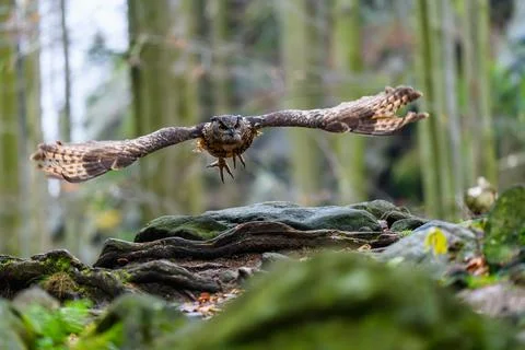 The Eurasian eagle-owl (Bubo bubo) flying in a beautiful autumn forest for it Photos