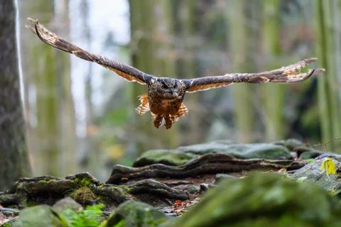 The Eurasian eagle-owl (Bubo bubo) flying in a beautiful autumn forest for it Photos