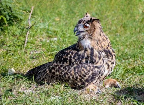 The Eurasian eagle-owl (Bubo bubo) in summer nature. Stock Photos