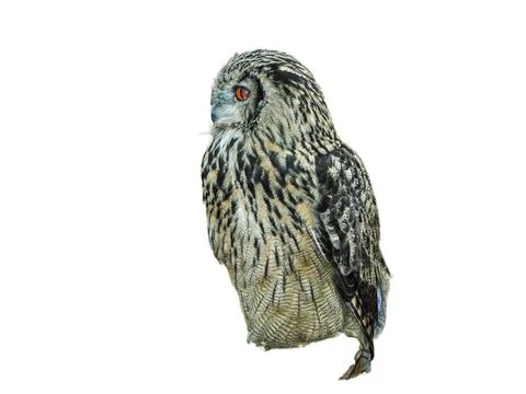 Eurasian eagle owl (Bubo bubo) isolated on white 写真素材