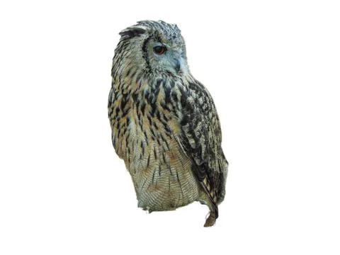 Eurasian eagle owl (Bubo bubo) isolated on white 写真素材
