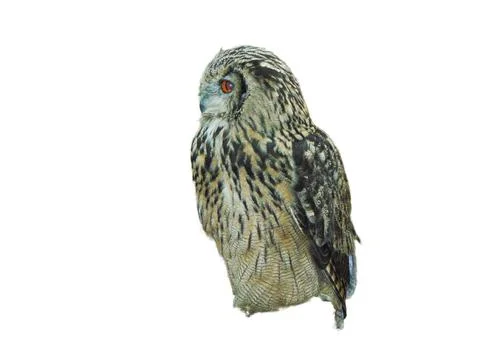 Eurasian eagle owl (Bubo bubo) isolated on white Фото