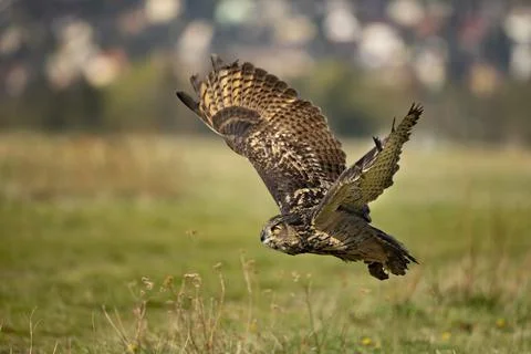 Eurasian Eagle Owl, Bubo bubo,  in natural environment.Wildlife scene from na Foto stock