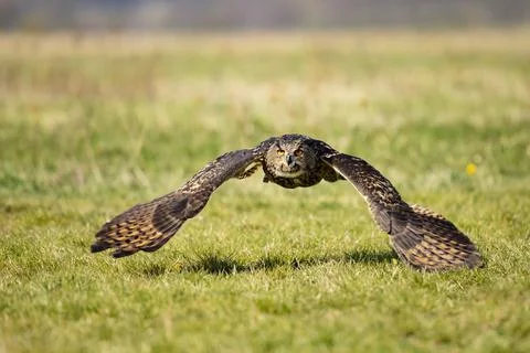 Eurasian Eagle Owl, Bubo bubo,  in natural environment.Wildlife scene from na Stock Photos