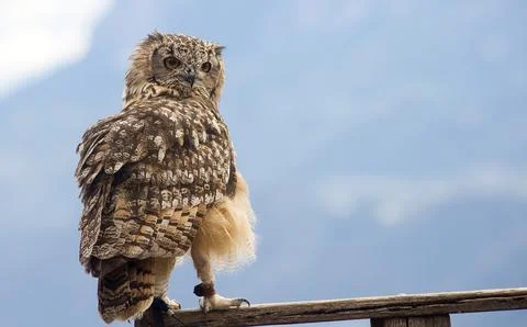 Eurasian eagle-owl (Bubo bubo) Stock Photos