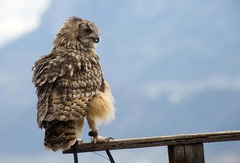Eurasian eagle-owl (Bubo bubo) Stock Photos