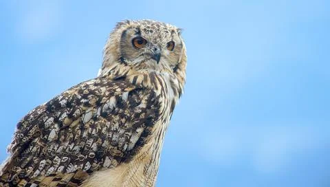 Eurasian eagle-owl (Bubo bubo) Stock Photos
