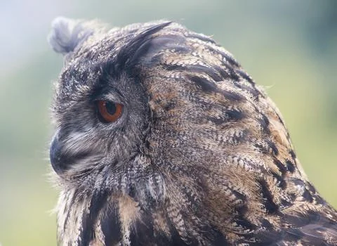 Eurasian eagle-owl (Bubo bubo) Stock Photos