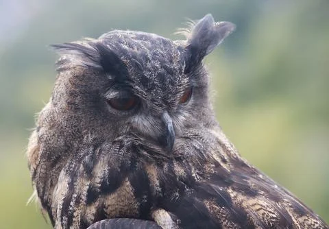 Eurasian eagle-owl (Bubo bubo) Stock Photos