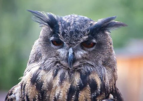 Eurasian eagle-owl (Bubo bubo) Stock Photos