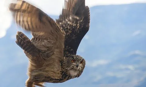 Eurasian eagle-owl (Bubo bubo) Stock Photos