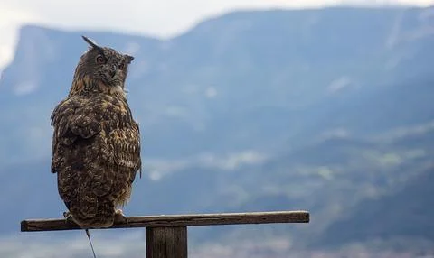 Eurasian eagle-owl (Bubo bubo) Stock Photos