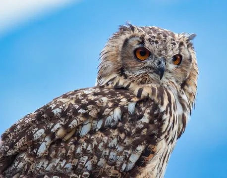 Eurasian eagle-owl (Bubo bubo) Stock Photos