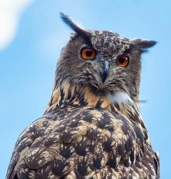 Eurasian eagle-owl (Bubo bubo) Stock Photos