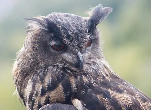 Eurasian eagle-owl (Bubo bubo) Stock Photos