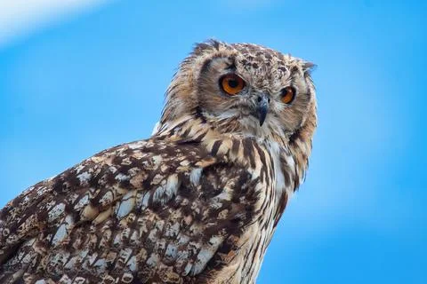 Eurasian eagle-owl (Bubo bubo) Foto stock