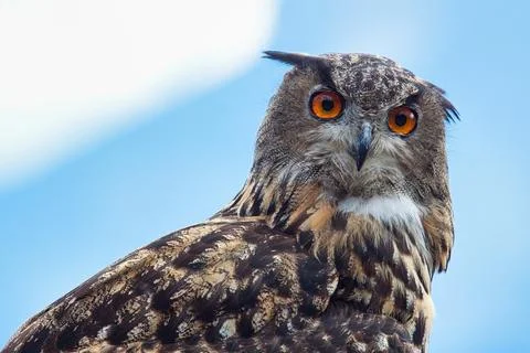 Eurasian eagle-owl (Bubo bubo) Stock Photos