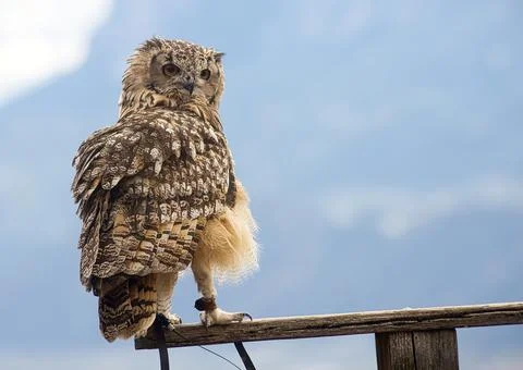 Eurasian eagle-owl (Bubo bubo) Stock Photos