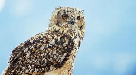 Eurasian eagle-owl (Bubo bubo) Stock Photos