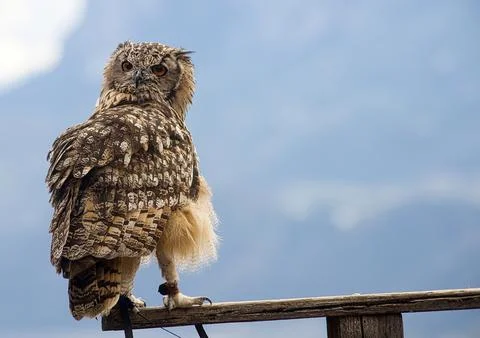 Eurasian eagle-owl (Bubo bubo) Stock Photos