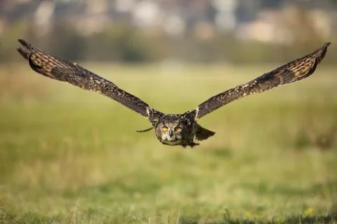 Eurasian Eagle Owl, Bubo bubo,  in natural environment.Wildlife scene from na Stock Photos
