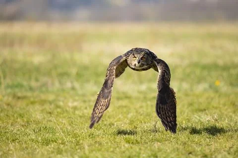 Eurasian Eagle Owl, Bubo bubo,  in natural environment.Wildlife scene from na Stock Photos