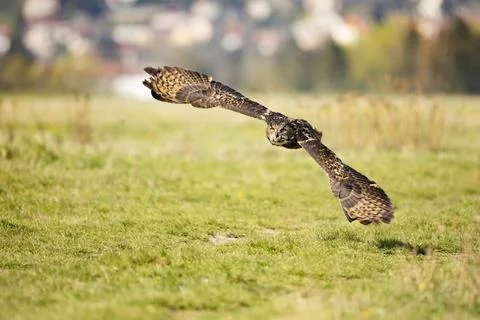 Eurasian Eagle Owl, Bubo bubo,  in natural environment.Wildlife scene from na Stock Photos