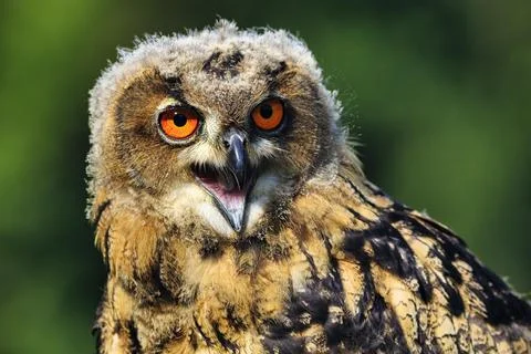 Eurasian eagle owl Bubo bubo calling captive portrait Eifel Germany Europe Fotos Stock