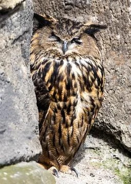 Eurasian Eagle Owl (Bubo bubo) Stock Photos