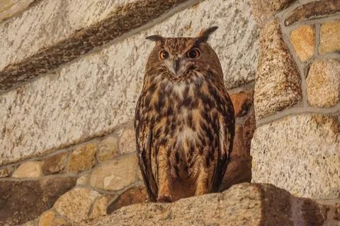 Eurasian eagle-owl (Bubo bubo) Stock Photos
