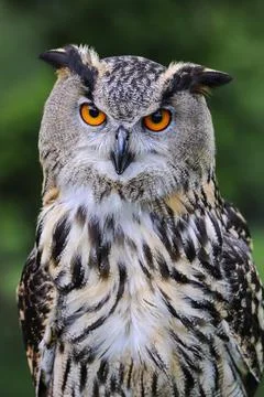 Eurasian eagle owl Bubo bubo portrait Germany Europe Stock Photos