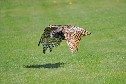 Eurasian eagle owl Bubo bubo in flight Germany Europe Foto stock