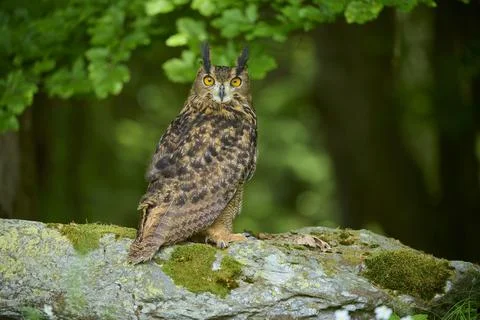 Eurasian eagle owl Bubo bubo adult sitting alertly on rock at the edge of the Stock Photos