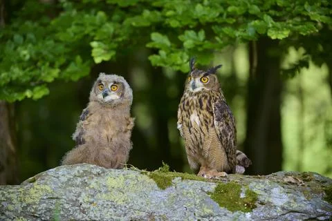 Eurasian eagle owl Bubo bubo adult with young bird sitting vigilantly on rock Stock Photos